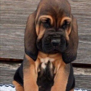 Meet your Posher, Peter